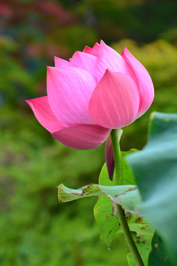 fiore di loto Monte Koya